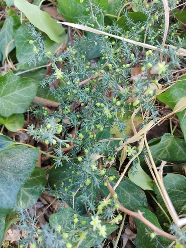 Spiny Asparagus