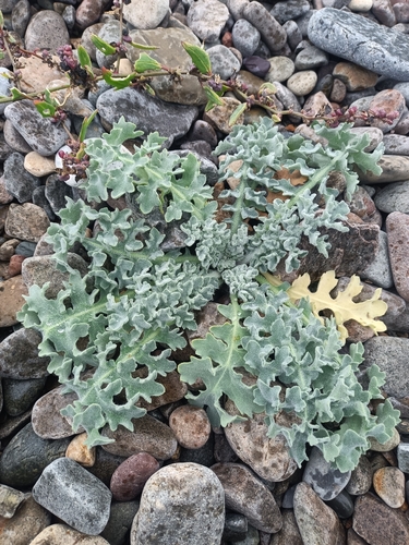 Glaucium flavum, photograph 5