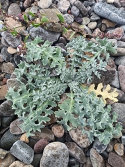 Glaucium flavum, photograph (c) botchd, some rights reserved (CC BY)