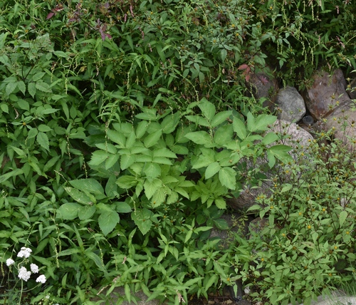 Наблюдение на iNaturalist