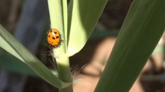 Hippodamia convergens
