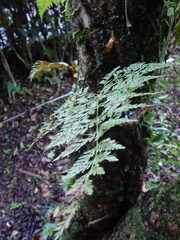 Davallia trichomanoides