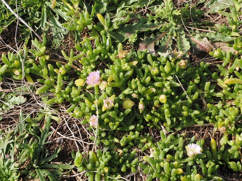 Disphyma australe, photograph 1