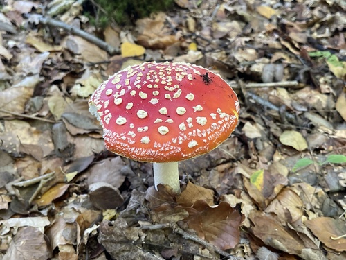 Fly Agaric