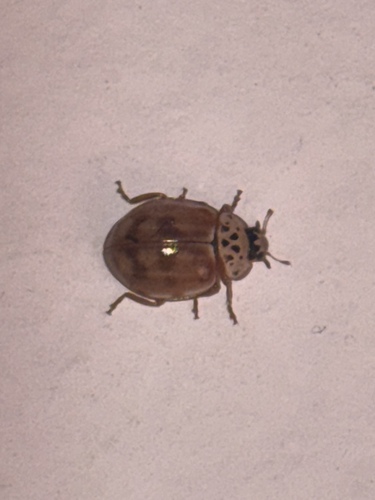Cream-streaked Ladybird