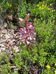 Himantoglossum comperianum