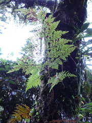 Davallia trichomanoides