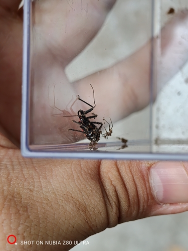Japanese Assassin Bug