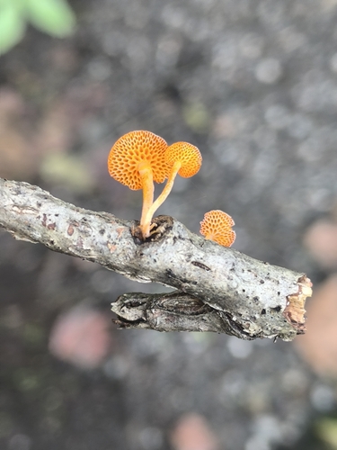 orange pore fungus