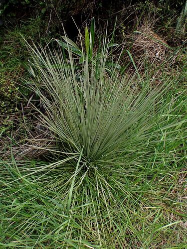 Aciphylla subflabellata, photograph 1