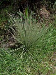 Aciphylla subflabellata, photograph (c) Duncan Cunningham, some rights reserved (CC BY)