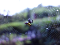Gasteracantha sauteri