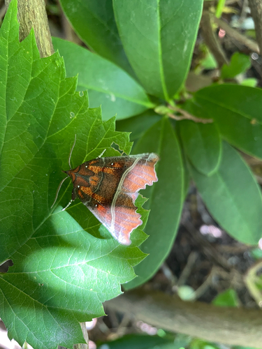 Herald Moth