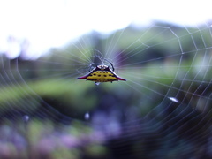 Gasteracantha sauteri
