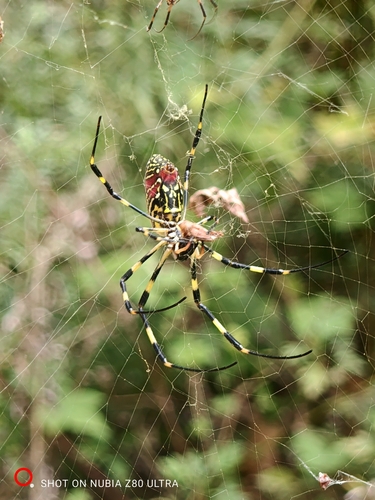 Joro Spider