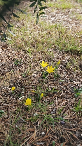 Winter Daffodil