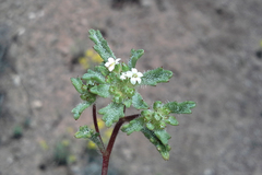 Ipomopsis polycladon