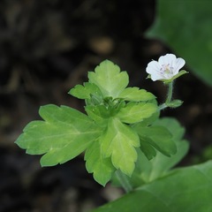 (c) ITÔ, Hiroki, some rights reserved (CC BY) Geranium thunbergii, photograph (c) ITÔ, Hiroki, some rights reserved (CC BY)