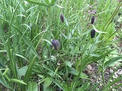 Fritillaria affinis affinis
