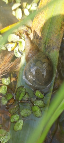Great Pond Snail