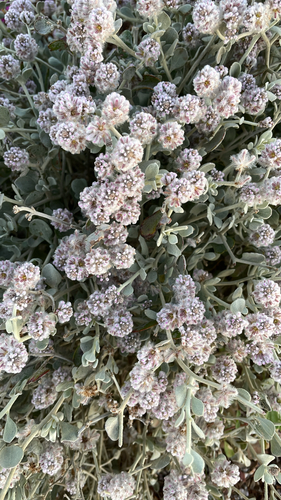cotton bush