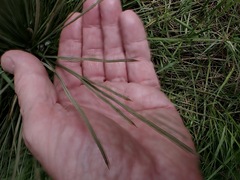 Aciphylla subflabellata