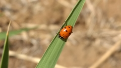 Hippodamia convergens