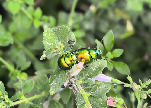 Mint Leaf beetle