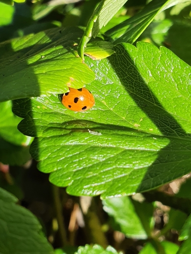 Seven-spotted Lady Beetle