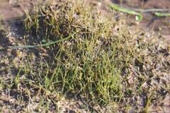 Eleocharis acicularis, photograph (c) Константин Селивёрстов, some rights reserved (CC BY)