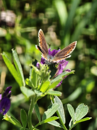 Brown Argus