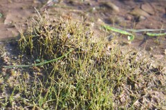 Eleocharis acicularis, photograph (c) Константин Селивёрстов, some rights reserved (CC BY)