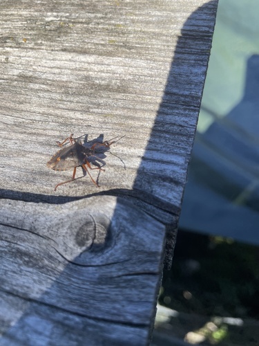 Forest Bug