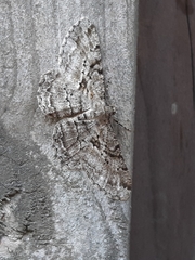 Peribatodes rhomboidaria