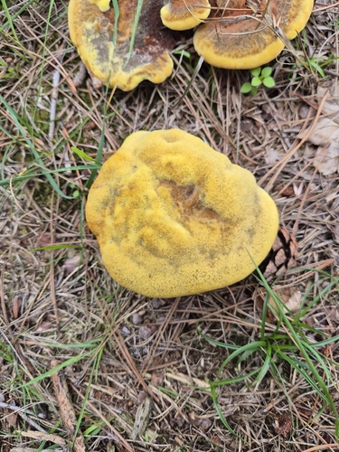 European Dyer's Polypore