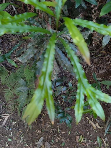 Orites excelsus observed 2026-09-19