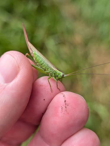Long-winged Conehead
