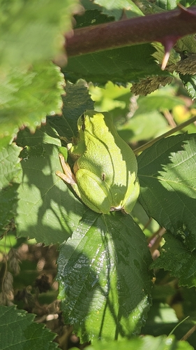 European Tree Frog