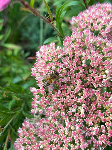 Western Honey Bee