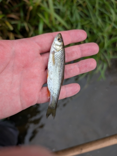 European Chub