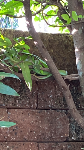 Kramer's Pit Viper