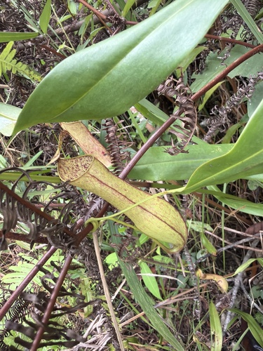 Slender Pitcher-Plant