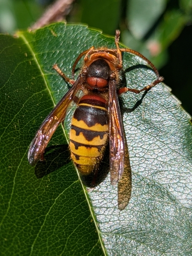 European Hornet