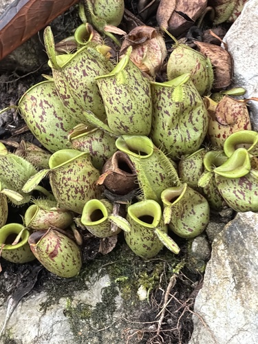 flask-shaped pitcher plant