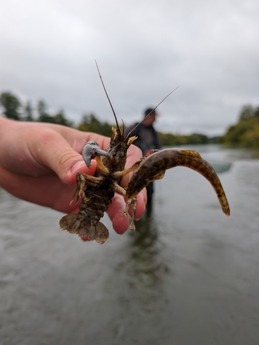 Spinycheek Crayfish