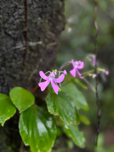 Impatiens acaulis observed 2026-08-29