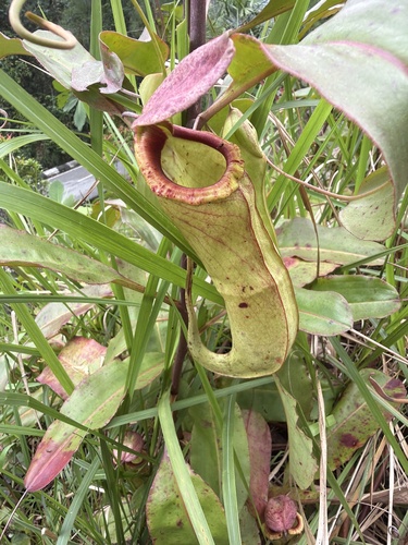 Common Swamp Pitcher-Plant