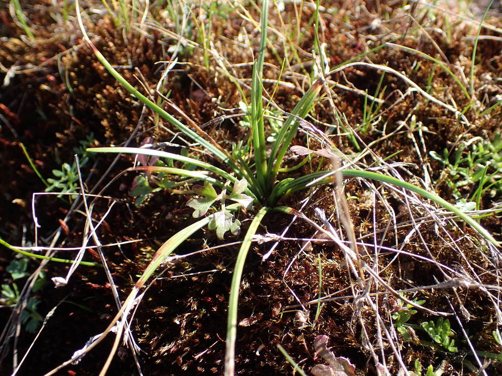 Durieu's quillwort