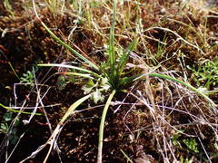 Isoetes durieui