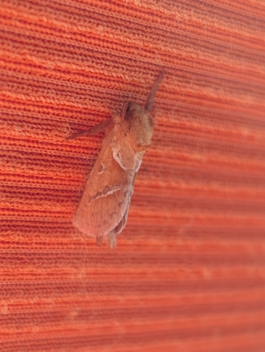 Orange Swift